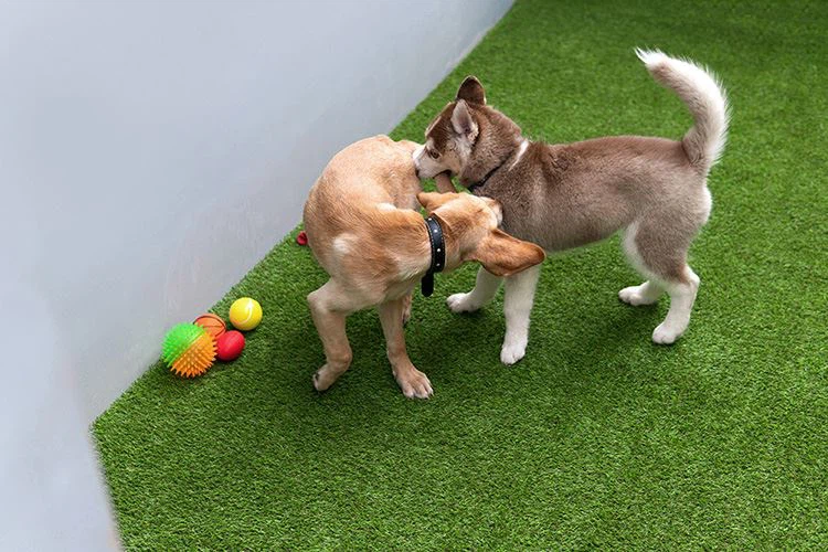 Artificial_Grass_Pets